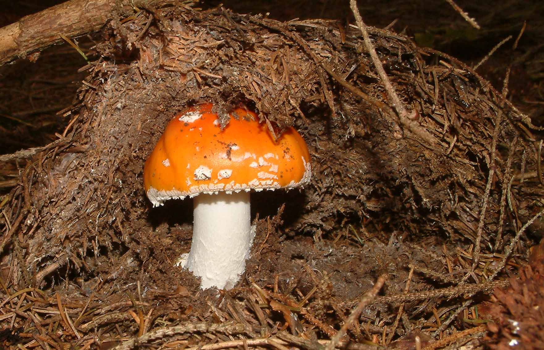 Cosa ha da fare un marinaio in montagna se non....